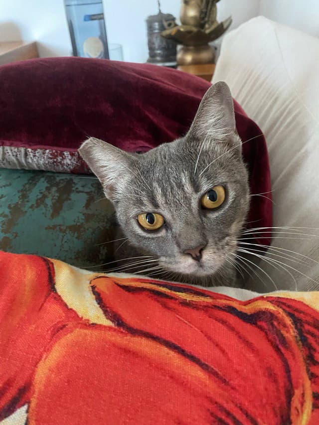 Cat face.